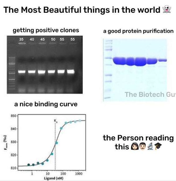 #science #biotech #westernblot #phd #inspiration