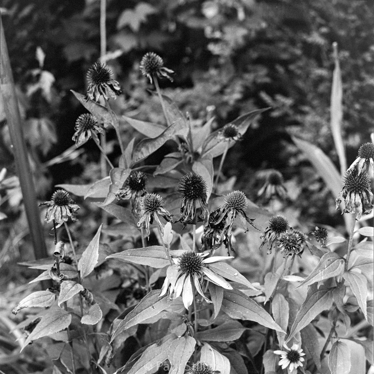 PS_Intrepita's tweet photo. Finding  beauty in the natural season of decline - Autumn

#toronto #torontolife #torontophoto #urban #urbanlandscape #blackandwhite #bnw #bnwphotography #torontoparks #bnw_captures #bnw_greatshots #bnw_planet #bnw_demand #film #120film #ilford #bronica #mediumformat https://t.co/7djIaOQJrT