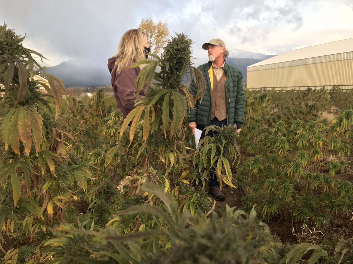  #WorkingForYou: Tonight hear how hemp is sampled and tested in Montana.  #mtnews  @NBCMontana