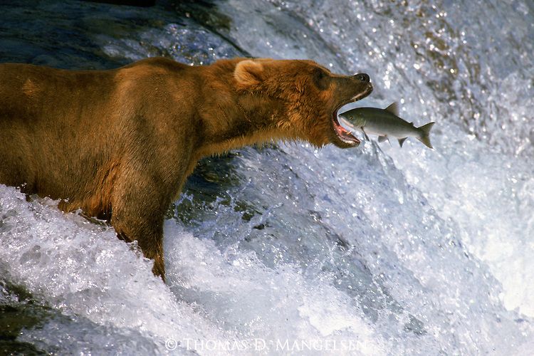 Science and planning are KEY to the success of your #wildlife #Holiday One example of this is the Pacific salmon run. If we don't understand the timing of this annual event, we will miss out on catching the big fish! #Alaska #Bears #wildlifephotography #traveltips #TravelTuesday