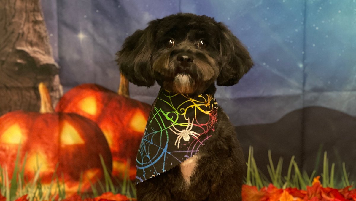Bellas_express's tweet photo. Halloween Is Almost Here ! 
.
#leaves #nature #photography #green #naturephotography #autumn #trees #leaf #art #dogsoffall #tree #fall #photooftheday #love #naturelovers #beautiful #spring #jackolantern #photo #instagood #forest #spooky #spookytime #naturelover #plant #landscape https://t.co/H6nyOz90AD