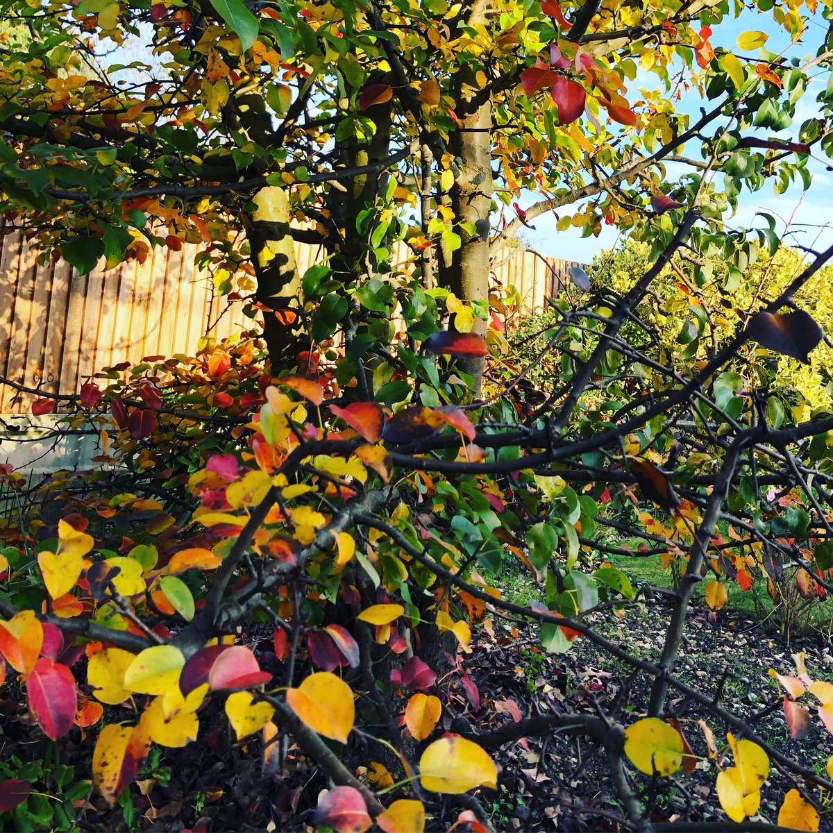 Some lovely colours coming out this autumn 🍂 #autumn #colour #sunshine