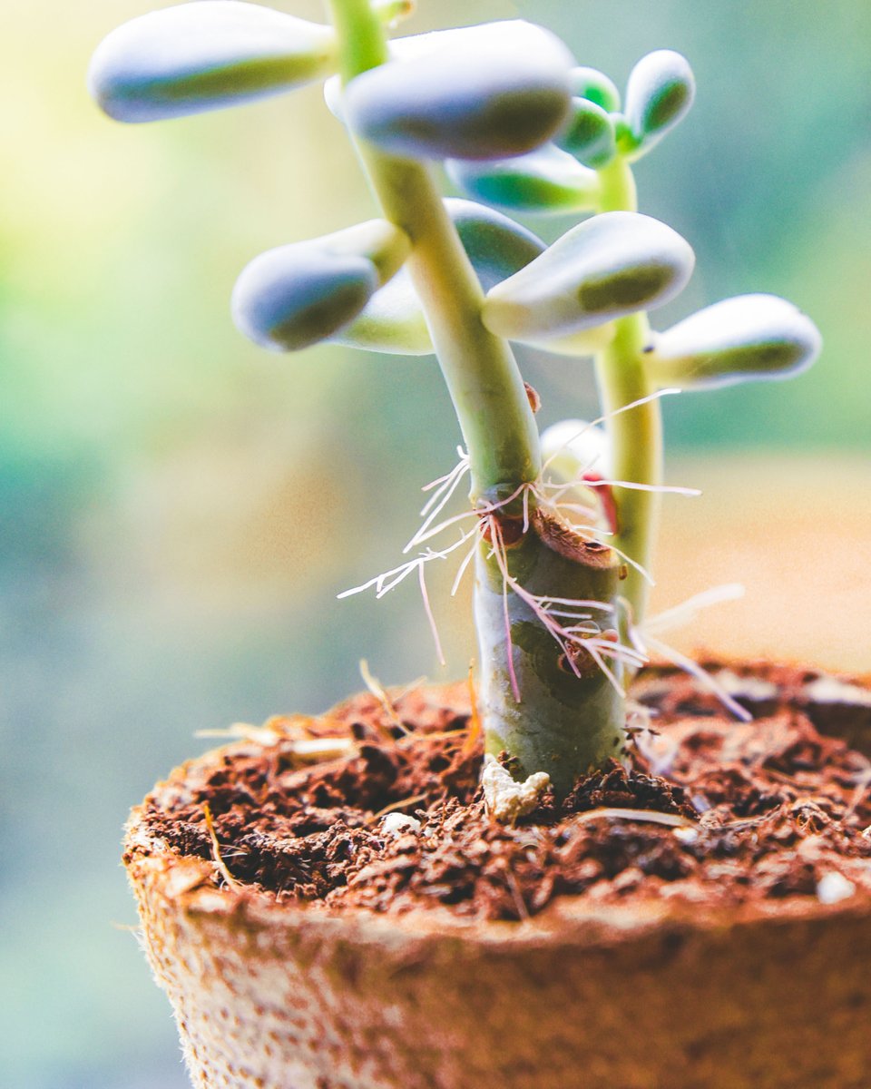 Succulent Studios on X