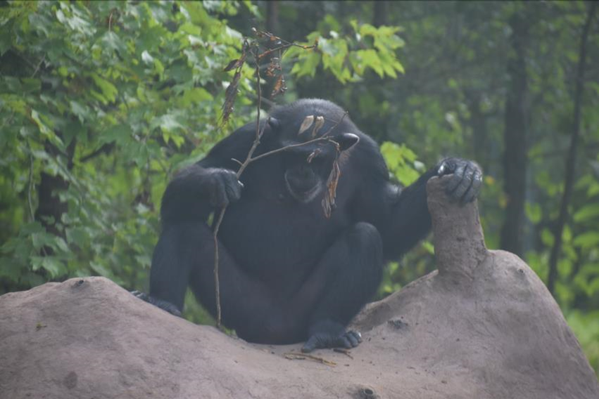 projectchimps's tweet photo. โTool useโ is when any kind of object is used in order to achieve a goal such as acquiring food, grooming, defense, recreation or construction. Emma here is demonstrating how to use a branch to extract a yummy snack from inside the man-made termite mound.
#EmmaChimp https://t.co/XjrOIQBMsG