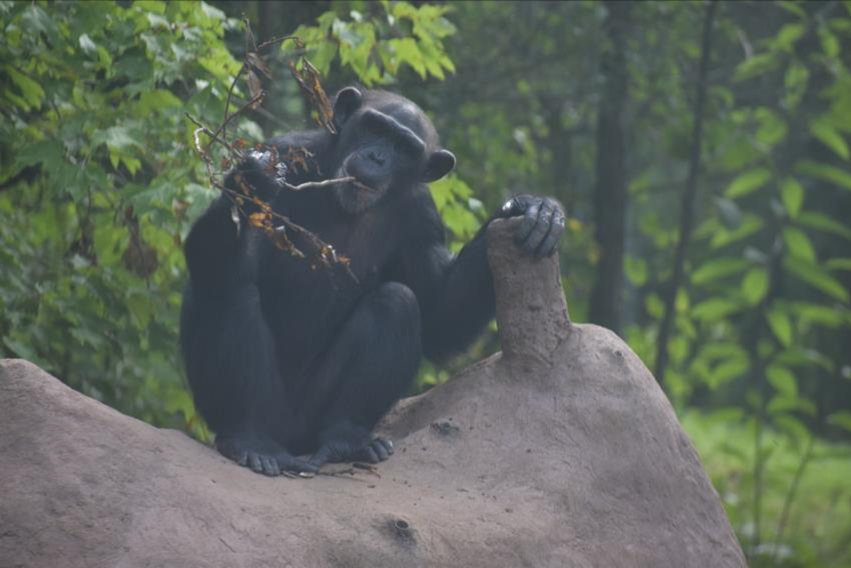 projectchimps's tweet photo. โTool useโ is when any kind of object is used in order to achieve a goal such as acquiring food, grooming, defense, recreation or construction. Emma here is demonstrating how to use a branch to extract a yummy snack from inside the man-made termite mound.
#EmmaChimp https://t.co/XjrOIQBMsG