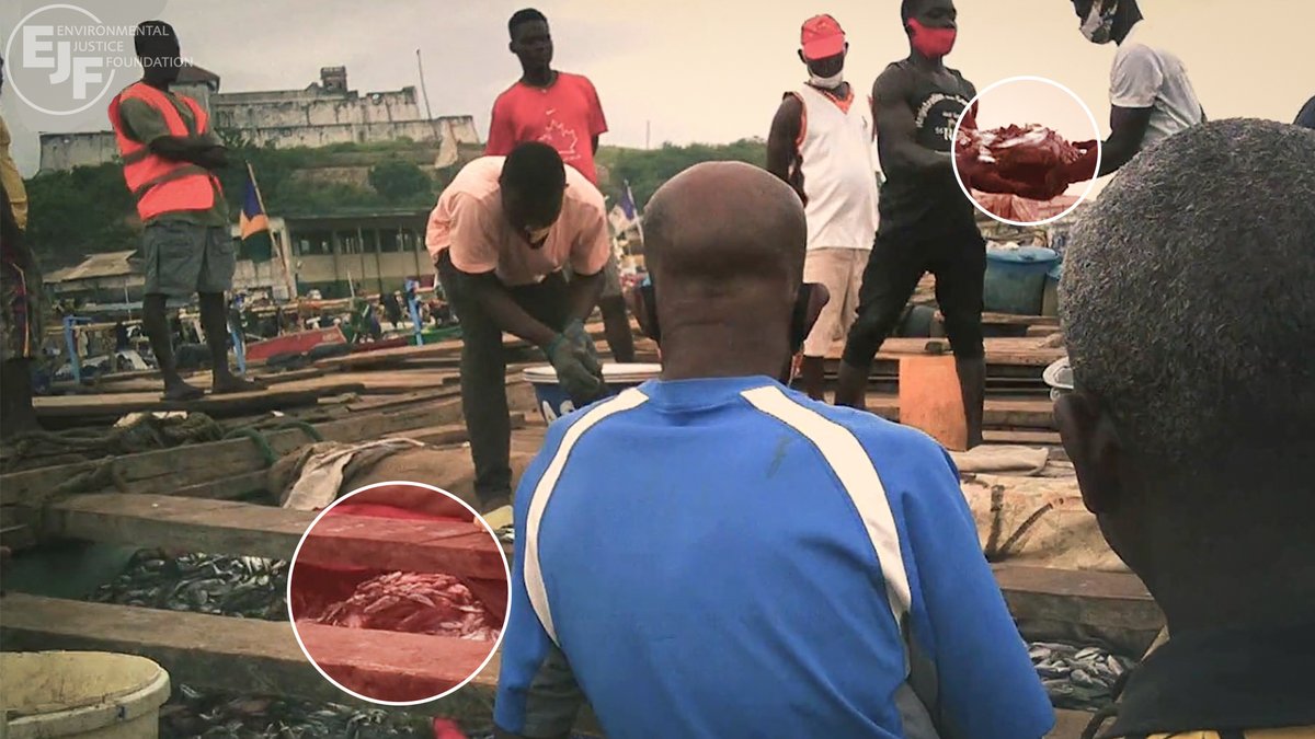 Today, we are still raising the alarm on this highly destructive trade. This is footage taken by our undercover investigators in June, where 10 or more saiko canoes land at Elmina every day. This is despite a promise from Ghana's government in November 2019 to stop saiko.