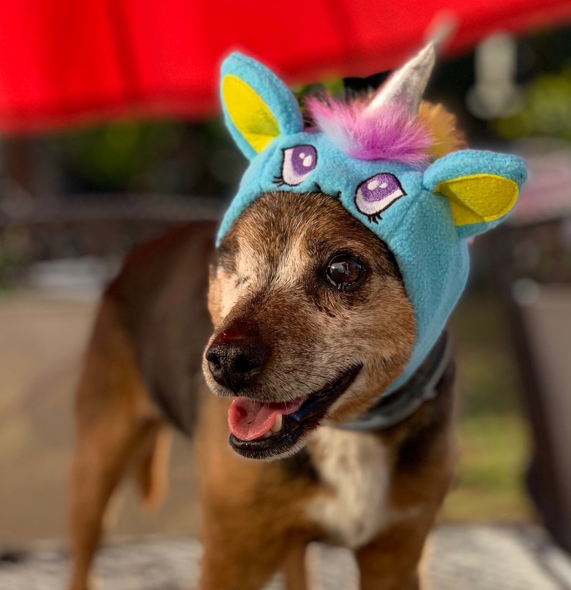 VenturaPetBarn's tweet photo. VPB Halloween costume hats are 20% off. Get your best friend ready for a spooktacular night while supplies last. 
#halloweenpetfun
#shopsmall 
#shoplocal https://t.co/GmiIcST9lp