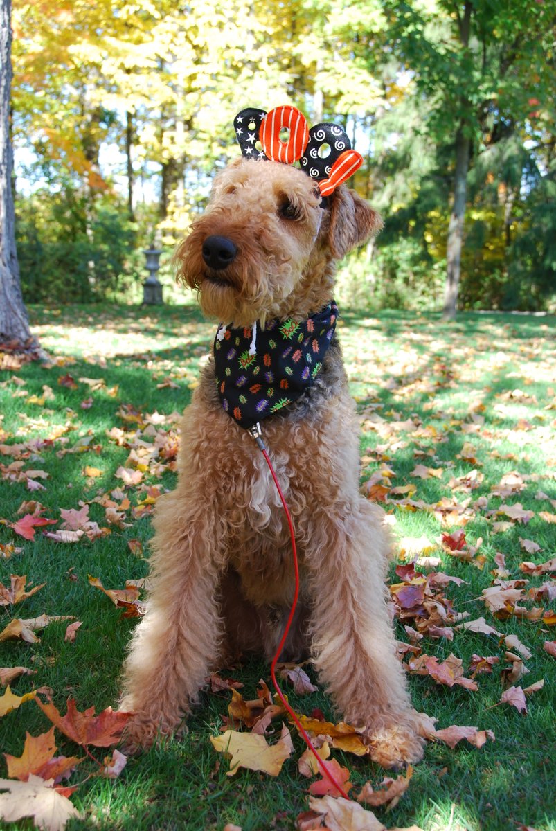 FourLeggerBox's tweet image. BOO! Will you be dressing your dog for #Halloween2020? 

#BowzerBox #BowzerBoxDog #CanadianDog