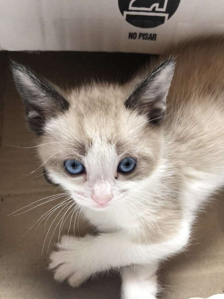 gonsalama's tweet photo. Necesito saber si alguien tuvo que regalar alguna vez los gatitos de su gata, y se sintió como un gran hijo de puta. Por qué no sabría sentirme de otra manera. Miren lo que son... https://t.co/fFpb6Ur9jn