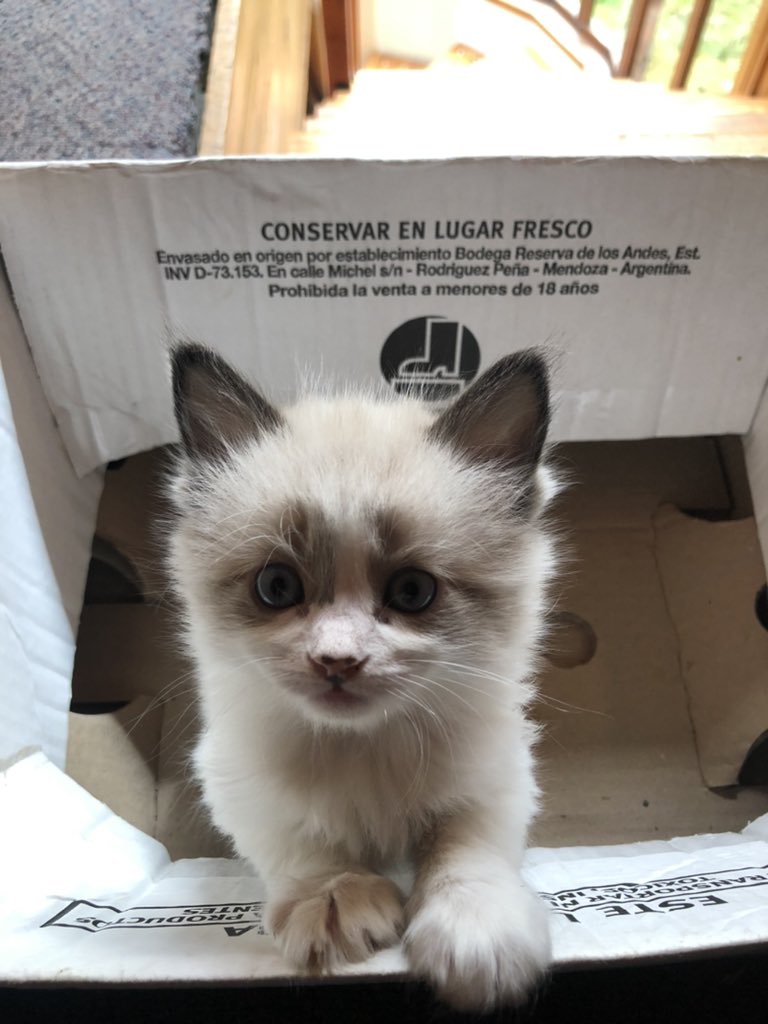 gonsalama's tweet photo. Necesito saber si alguien tuvo que regalar alguna vez los gatitos de su gata, y se sintió como un gran hijo de puta. Por qué no sabría sentirme de otra manera. Miren lo que son... https://t.co/fFpb6Ur9jn