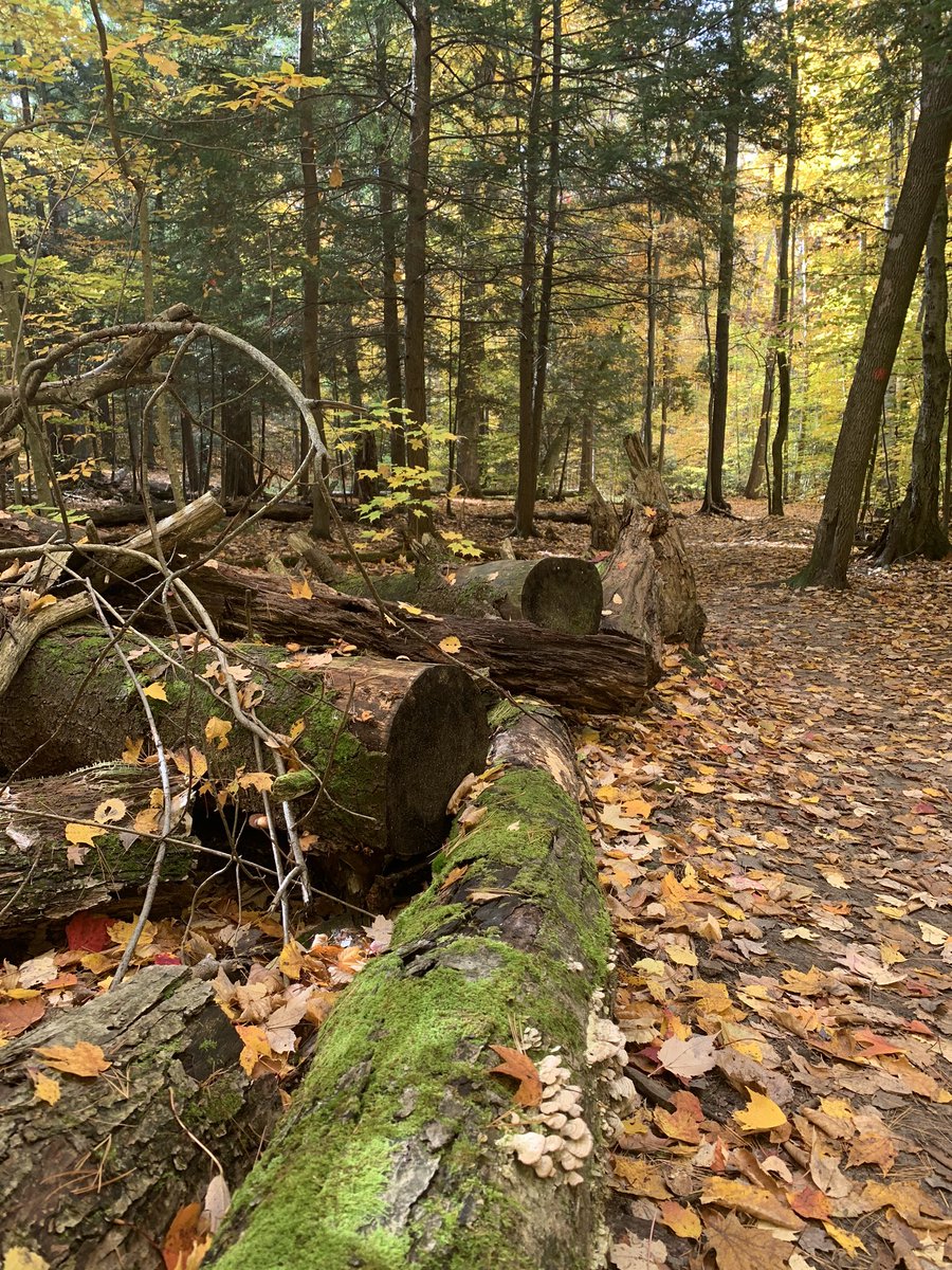 TenarowsTee's tweet photo. Fall hikes! 🍂🍁@simcoecountyTSC @letsdiscoverON @tourismbarrie @ExploreON https://t.co/oFTzFjKs7A