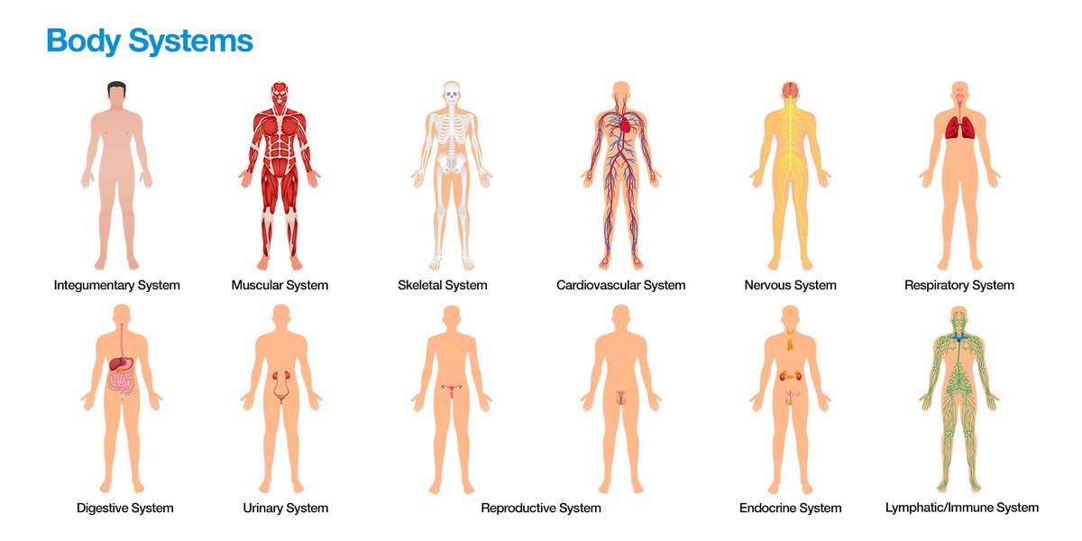 Favourite seminar so far with @Nurse_Lecturer today! Enjoyed learning more about anatomy and the systems within the body. Looking forward to learning more! #BioTeamTom #PUNC20