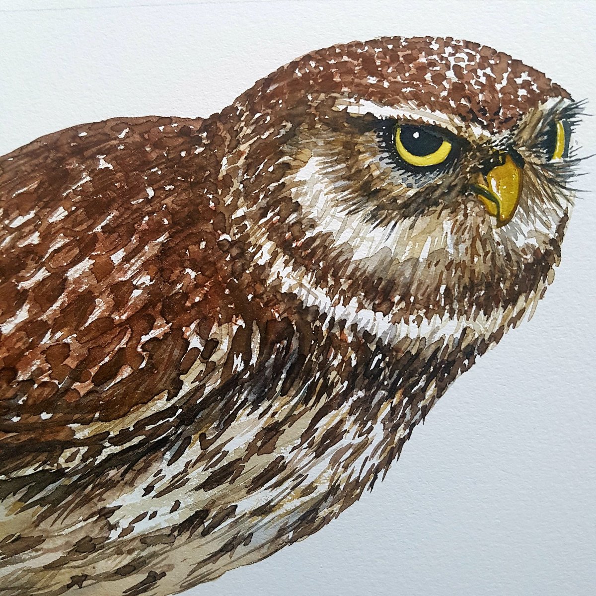 101biodiversity's tweet photo. Little owl (Athene noctua) watercolor. Painting from today  #littleowl #Watercolour #painting #birds #biodiversity https://t.co/QtEbrmlfCI