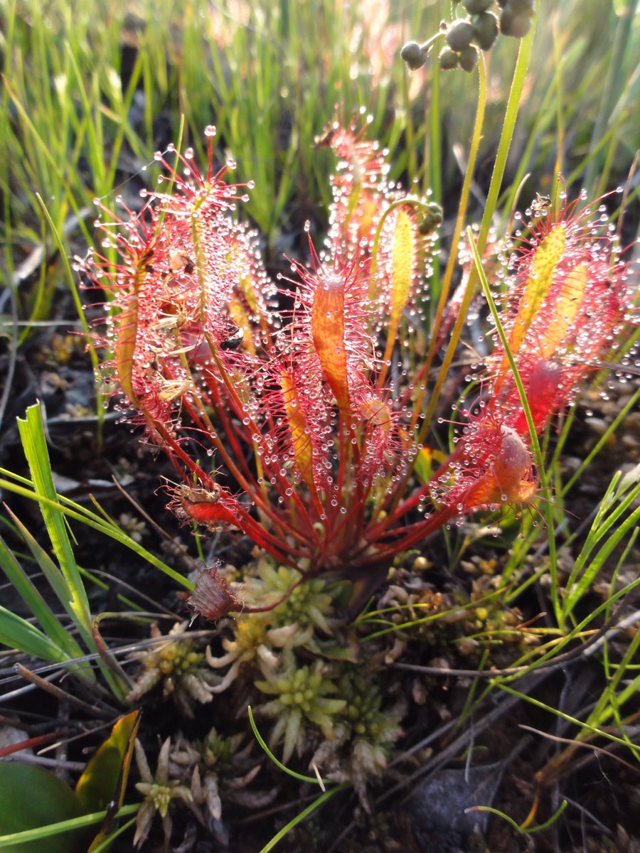 (3/10) The smell of a peat bog is unmistakeable: rich, earthy & damp. Bending down you see raft spiders, bright yellow bog asphodel, glistening sundews, four-spotted chaser dragonflies & soggy, squishy cushions of one of the world’s greatest wonders: Sphagnum moss