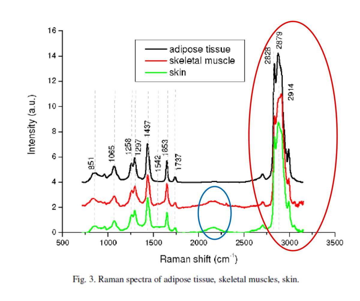 Voici par exemple de cellules de peau humaine. En rouge la zone correspondant à ce qui est mesuré. En vert une zone qui est présente dans le spectre de l’article mais pas dans le spectre du polypropylène.