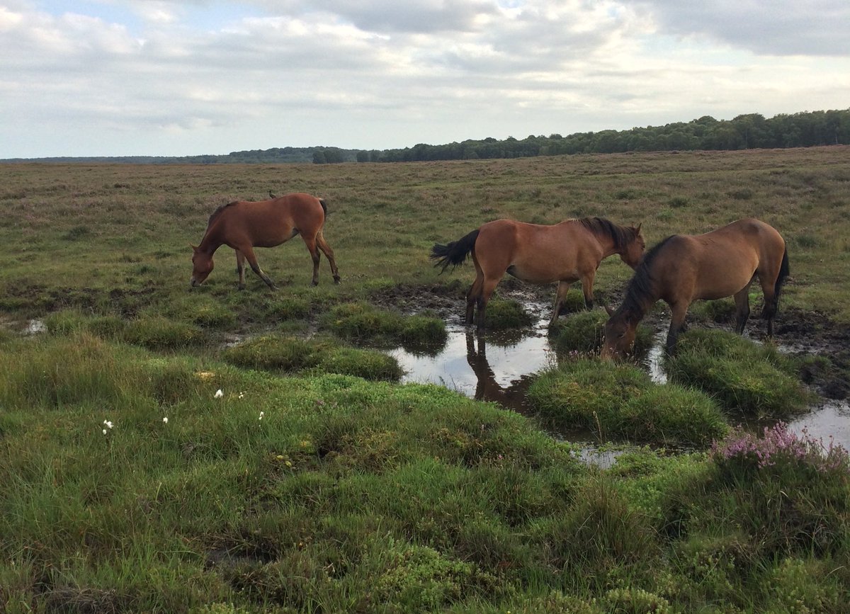 (9/10) Another problem is peat harvesting for use in compost. If you love gardening you can make a difference by buying peat-free compost, making your own compost or only buying plants that haven’t grown in peat. I don’t have any compost photos so here are some ponies by a bog 