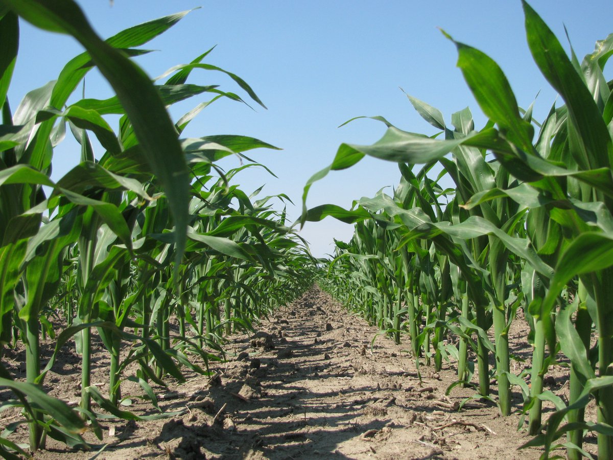 BurtchSeed's tweet photo. Our team offers only the best variables of corn which help improve your yield potential. Talk to one of our seed experts and visit our website for more information.
>> https://t.co/M3moVBlhdU 

#BurtchSeed #WeDoSeed #Corn #Farming https://t.co/X1vIBqTuBd
