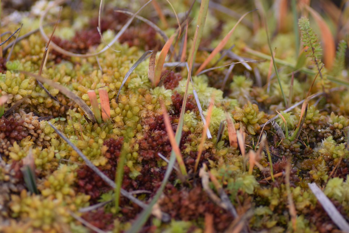 (4/10) Sphagnum mosses form wobbly rafts of auburn, lime & russet that bubble & gurgle. Putting your hands in is a delightful experience  These plants rely on rain for nutrients & act as sponges to retain water. In doing so they create the conditions required to form peat