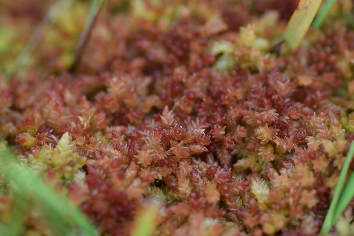 (5/10) Waterlogged ground is low in oxygen. Organisms that break down dead plants require plenty of oxygen to do so, so when plants die in a waterlogged bog they don’t fully decay. Instead they layer up, one dead Sphagnum after another, which very very slowly forms peat