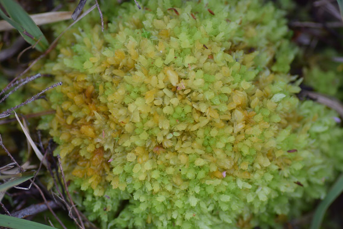 (5/10) Waterlogged ground is low in oxygen. Organisms that break down dead plants require plenty of oxygen to do so, so when plants die in a waterlogged bog they don’t fully decay. Instead they layer up, one dead Sphagnum after another, which very very slowly forms peat