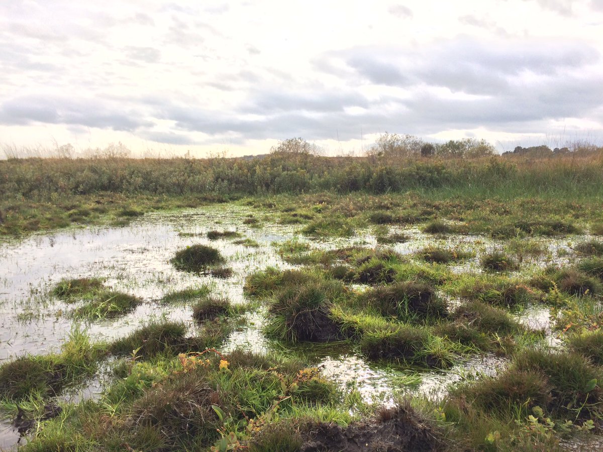 (6/10) Now, because the plants can’t decay, all the carbon they removed from the atmosphere during their lives is trapped in the peat. The UK’s peat-forming bogs store way more carbon than our forests do (though they’re slower to capture it from the atmosphere)