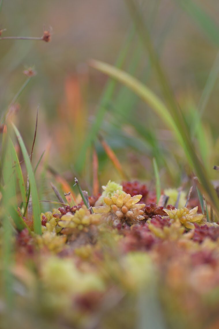 (7/10) On top of that, Sphagnum soaks up many times its own dry weight in water (very useful for preventing flooding) and these mosses actually clean that water by removing nutrients. A lot of our drinking water in the UK is initially captured and cleaned by Sphagnum in peat bogs