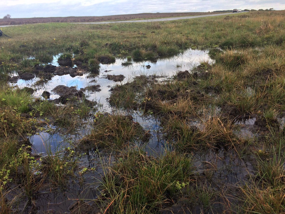 (8/10) But to perform these functions, peat *must* be wet. When land is drained, peat dries out & starts emitting stored carbon. Burning moorland to create habitat for grouse also releases carbon trapped in peat  These practices are categorically terrible for our environment 