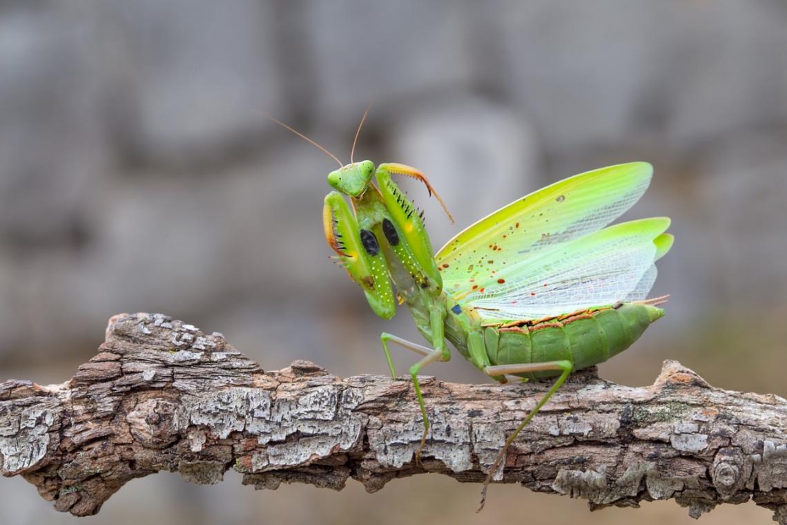 MUY Interesante (@muyinteresante) Tweeted:
¿Sabías que la mantis religiosa es increíblemente ágil?
Más curiosidades sobre estos fascinantes insectos, aquí:
👉 https://t.co/xNFsQqGB3c https://t.co/j4AJBdoSJ0 https://t.co/mHzu5XVSrx