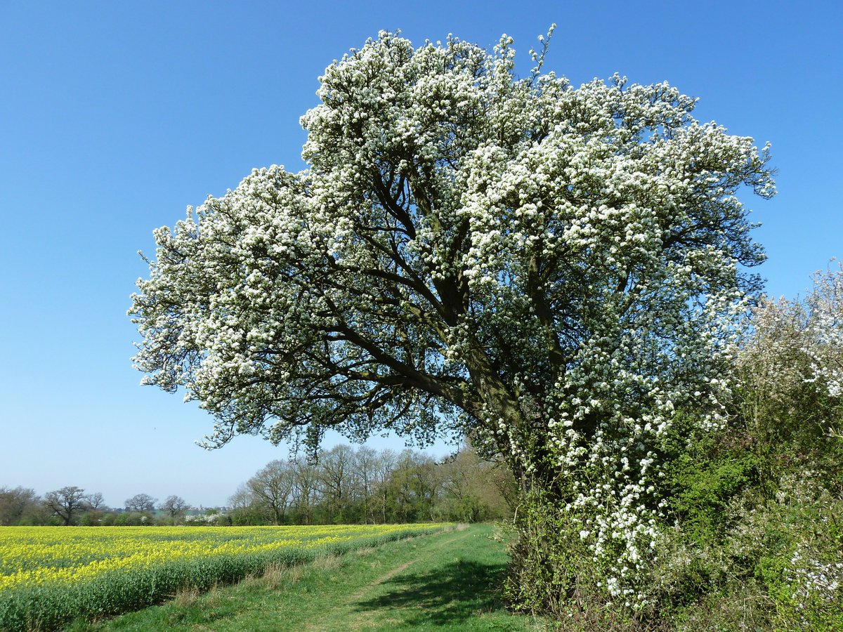 We are deeply shocked and upset to learn that  @HS2ltd felled the  #CubbingtonPearTree today. There is no replacing the centuries of history and beauty that this tree has given to the Cubbington area. Our sympathies go out to local people and all tree-lovers.Read on 