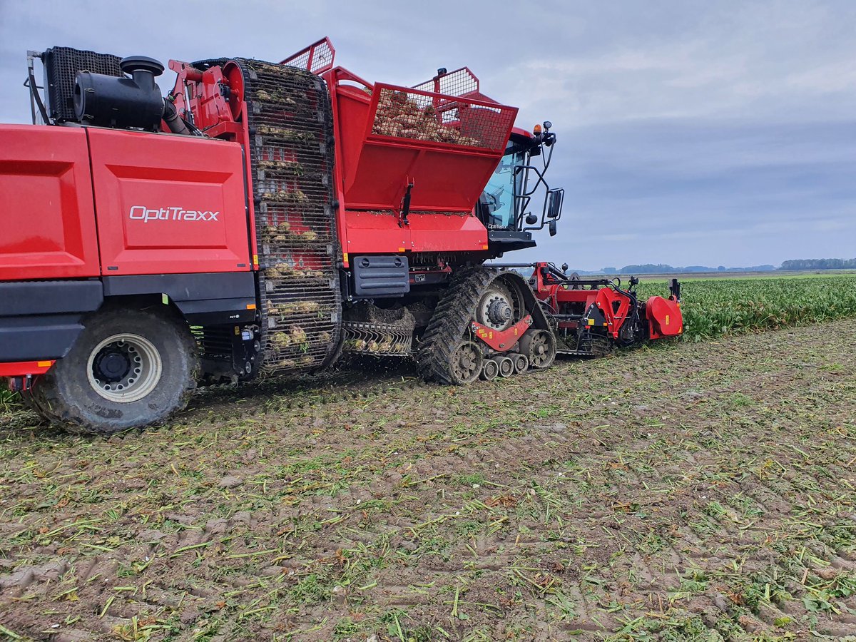 Melkvee_Kievest's tweet photo. Vandaag een hoekje voederbieten #feedbeet ontvangen. We willen ervaren als het een product is welke zou passen in onze bedrijfsvoering #bietn https://t.co/AaziHmVwny