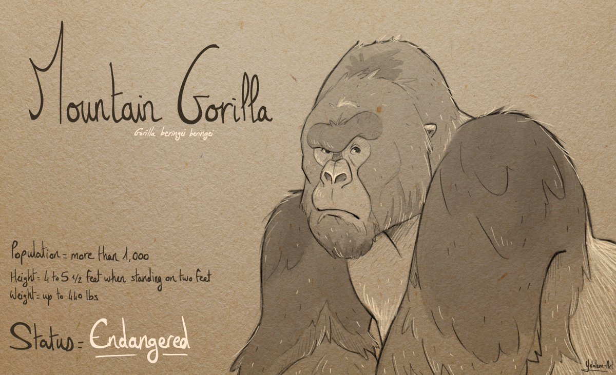YdolemArt's tweet photo. Inktober day 20 : The Mountain Gorilla
source : @wwf
#inktober #inktober2020 #animals #animal #endangeredspecies #gorilla #mountaingorilla #mountain #wwf #illustration #sketch #art #nature #livingplanetreport #LPR20 #livingplanet #climatchange #climateemergency #characterdesign https://t.co/9GpYyNm3XO