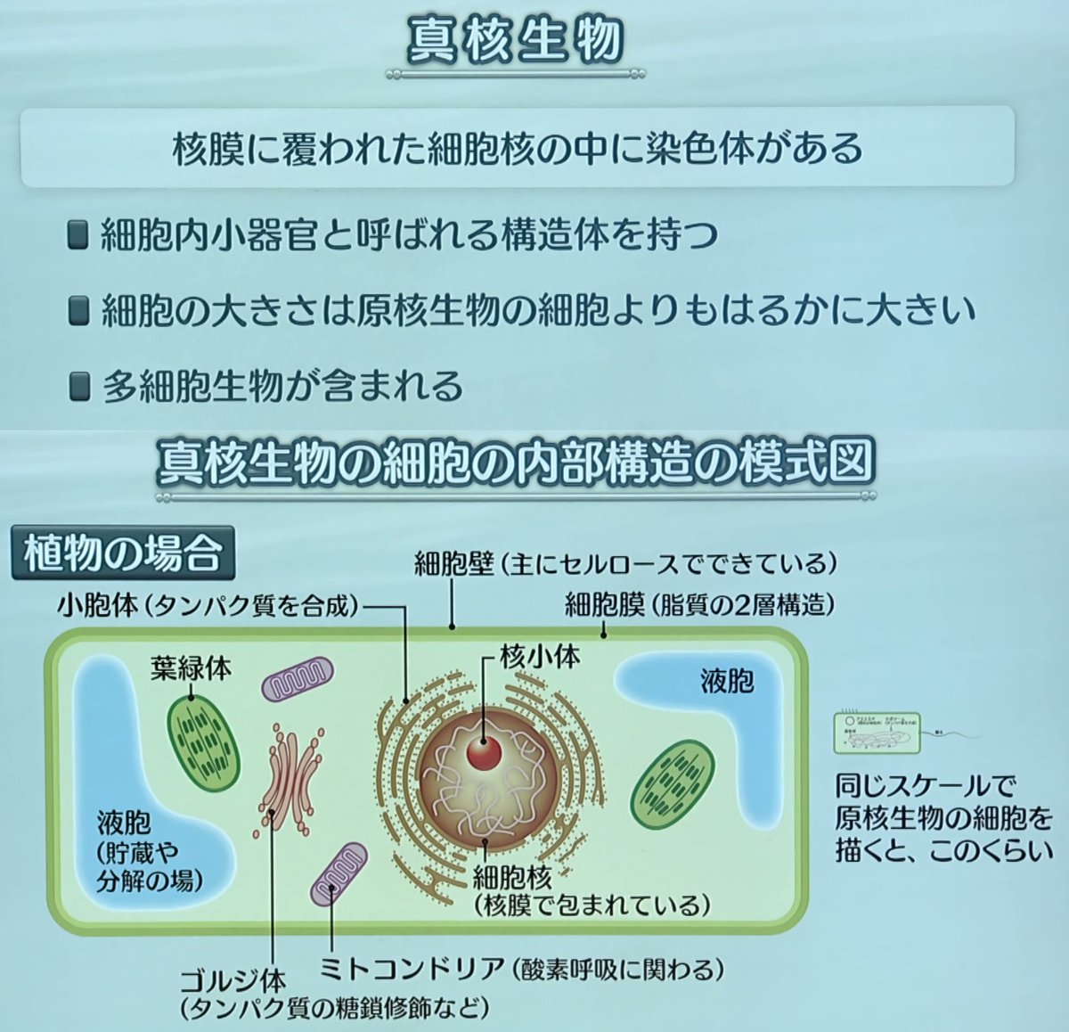 真 核 細胞 と 原核 細胞 の 違い