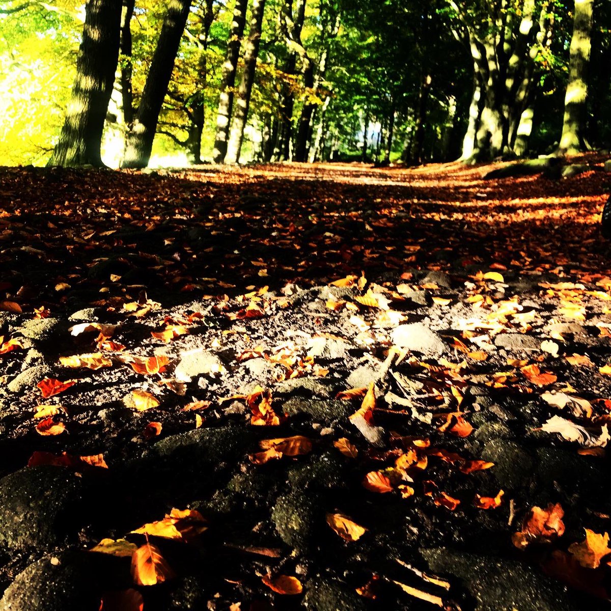 AndrewCritchett's tweet image. It’s not a beach or the ocean is it! However. Grateful to have this on the doorstep. Dog walk wander &amp;amp; reflecting on an intense &amp;amp; energising 2 days with new @SSE_Yorks_NE @SchSocEnt cohort. @doinggoodcoffee @ImOverStigma 
#dogwalk #adhdexercise #socent #bluemind