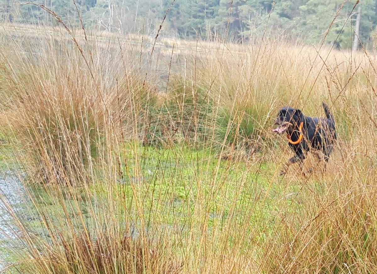 * 𝙕𝙤𝙚𝙠𝙖𝙘𝙩𝙞𝙚 *
Afgelopen zaterdag hebben we met 3 honden samen met SRO in Friesland gezocht naar een vermiste persoon. De coördinatie lag bij Oger SAR-dogs, alles in samenspraak met politie en Veiligheids Regio Friesland.
Helaas de vermiste niet mogen vinden.