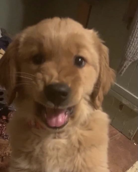 dog_rates's tweet photo. This is Penny. Not much has changed over the years except her tongue is a lot longer and she’s a little angrier. 13/10 very relatable https://t.co/vn34gx9j6v