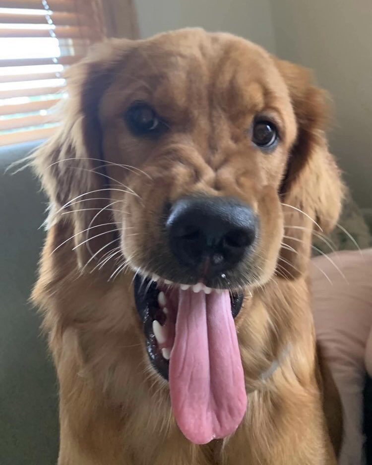 This is Penny. Not much has changed over the years except her tongue is a lot longer and she’s a little angrier. 13/10 very relatable