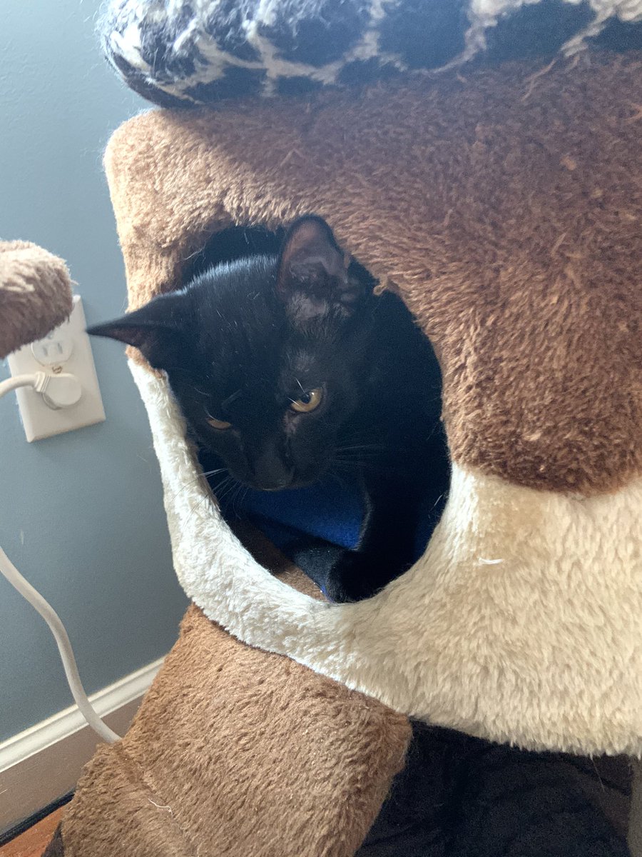 @ridley_aka @Ophur_Cat @toby_rules1 @MaineCoonCatsOH @LittleMaineCoon @JusticeToAll @TheCatMalice @BerylCoon @GeneralCattis @LordGraydon @BengalPandora Me has that problem all the time, me bum and/or tail sticks out. Tommy gets caught cause he peeks out of his hiding spot too much. Smokey is the grand master & cannot be found if he doesn’t want to be found- Isabella 🦁❤️❤️❤️ https://t.co/WCBha6W1s0