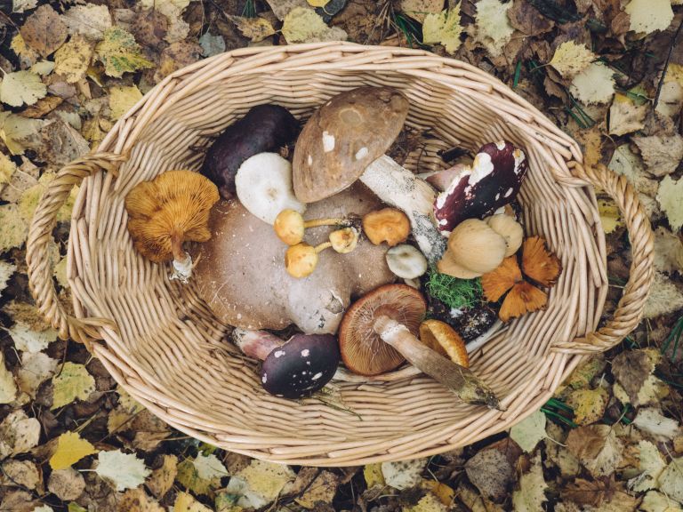 Nu het weer herfst is, trekken liefhebbers van paddenstoelen er weer op uit om een lekker maaltje bij elkaar te sprokkelen. Mits je goed weet wat je doet, is dat een leuke bezigheid! Wel even hierop letten.buff.ly/31o6HlQ  #wildplukken #bospaddenstoelen #leukedingendoen