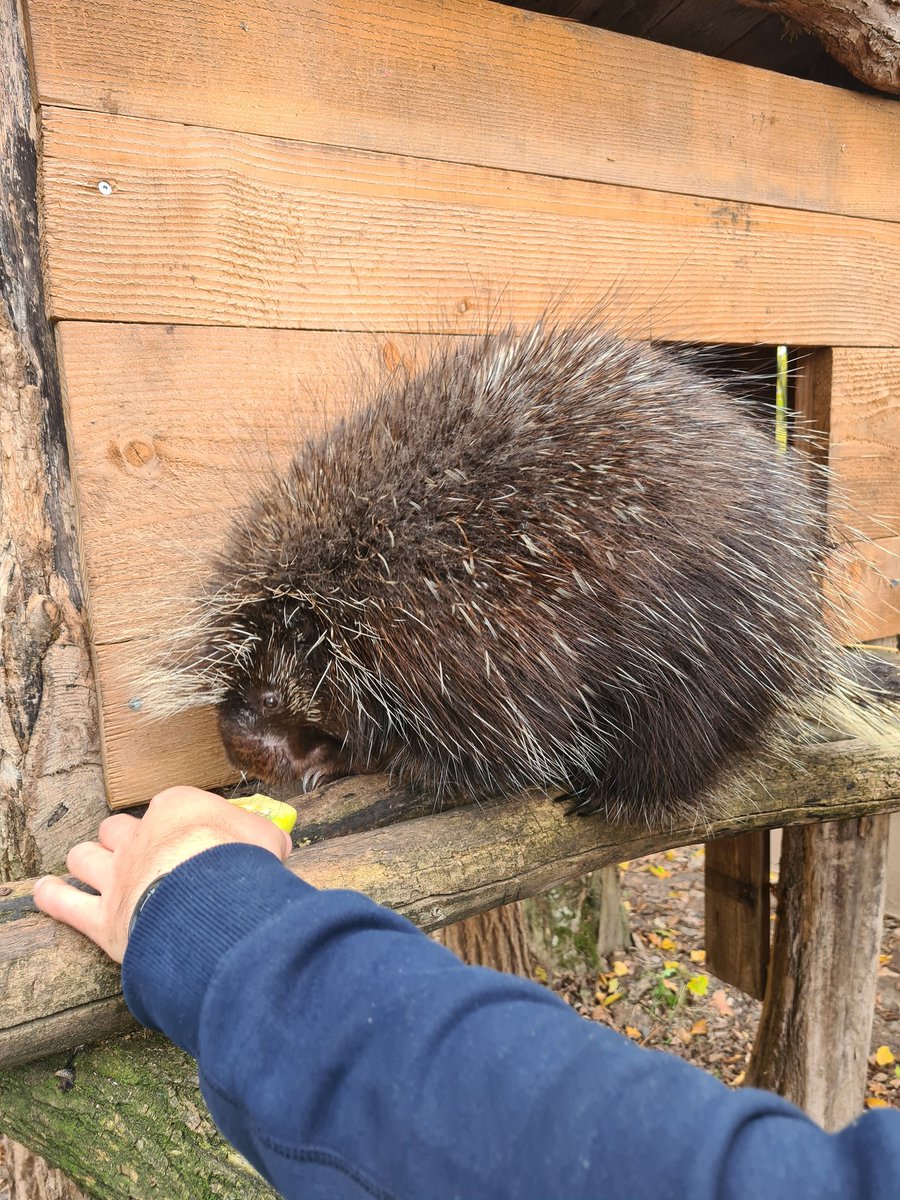 Le temps d'une matinée j'ai accompagné Joshua, soigneur au @Parc_SteCroix . J'ai partagé son quotidien, découvert son métier et j'ai beaucoup appris sur les animaux, leur mode de vie et leur comportement. Il les connaît tous par leur petit nom. Un moment inoubliable ! #animal