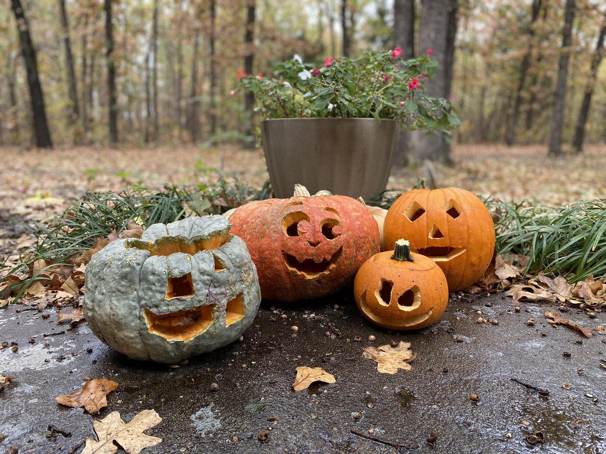 Poppy: which Jack O Lantern is yours?
My 4 year old: the orange one.
#Children #momofboys #parenting https://t.co/4QjWomZwaG
