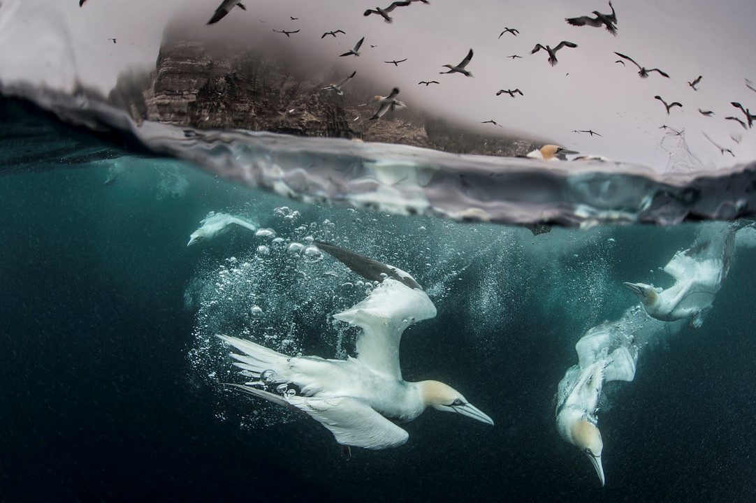 SpiritYorkshire's tweet photo. We chose the gannet as our mascot for two reasons: 1) it’s synonymous with the Yorkshire coast in that nearby Bempton cliffs are home to biggest mainland breeding colony in the UK and 2) because we identify with its tenacity and strong sense of home and place
#FileyBay #VisitSOY https://t.co/7lSYjMb0Qd