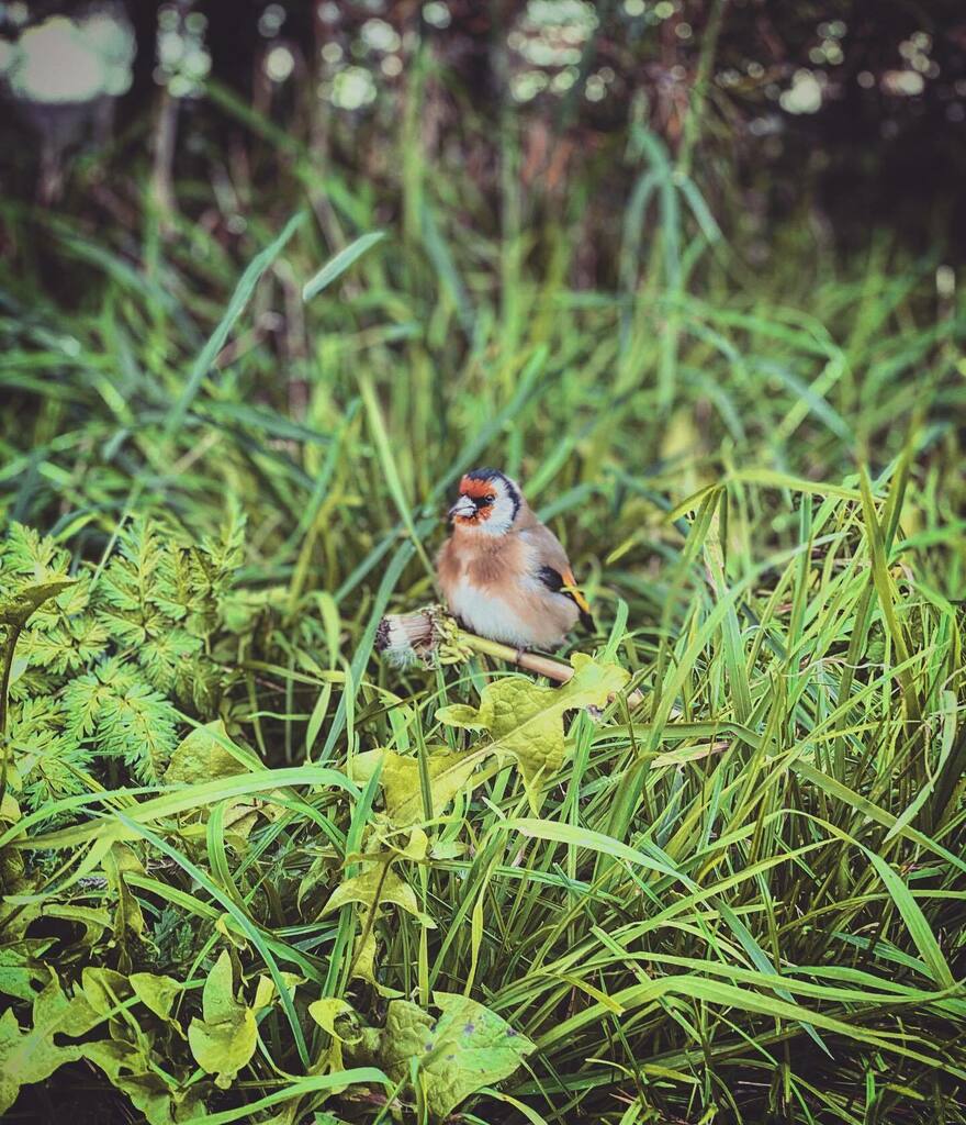 peterwedd's tweet photo. Not sure why this little dude let me get so close
#shotoniphone #shotoniphone11pro #portraitmode #goldfinch #goldfinchesofinstagram https://t.co/0sRsmvLcow https://t.co/A02ryQZ5xW