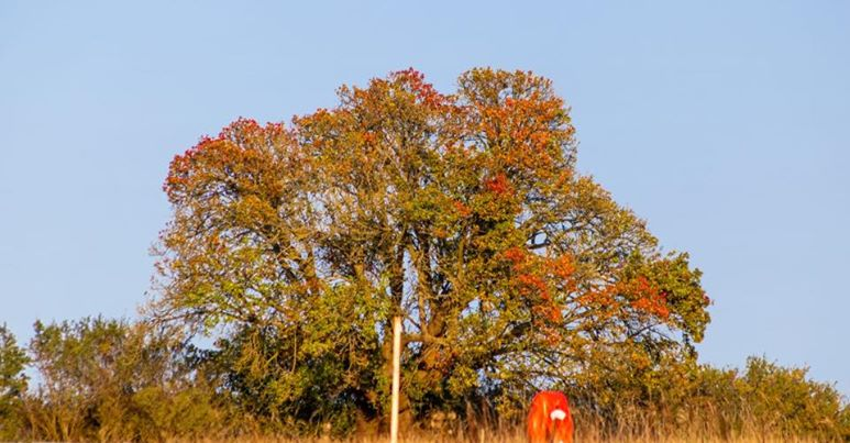 KangarooCaught's tweet photo. @WoodlandTrust @HS2ltd It's shocking this government would authorise deliberate destruction of England's unique, irreplaceable natural heritage, which does not belong to those who destroyed it, #BorisJohnson #BritainsBolsonaro #HS2Ltd #Tories, but to us all and to future generations.
#ControversialHS2 https://t.co/koFeBMFPfv