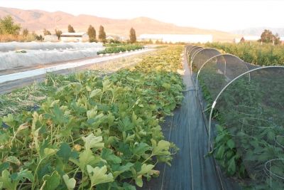We are now accepting applications for our Local Food Microgrant Program. Commercial farmers that grow and sell produce in Utah can apply for $500 - $5,000, for projects that will increase the amount of produce available to Utahns receiving SNAP benefits. buff.ly/3ja9h5a