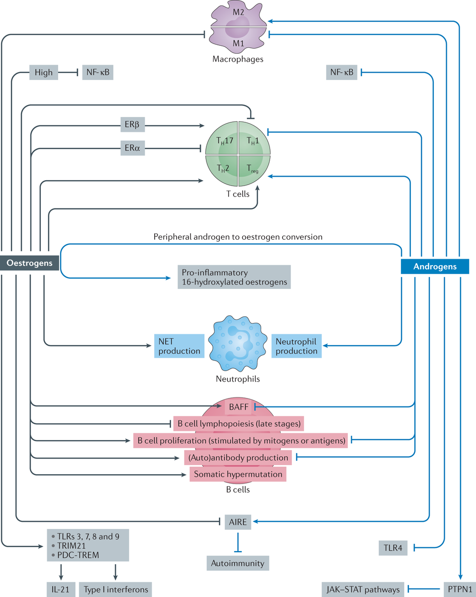 NatRevRheumatol's tweet photo. #NovIssue | The effects of sex steroids on immune responses contribute to the sex bias in rheumatic diseases in complex ways. Targeting these effects could hold potential for treating patients with these conditions.
#hormones #rheumatology #rheumtwitter
https://t.co/ziuGF7J4Up https://t.co/l8Ji9kVlAd