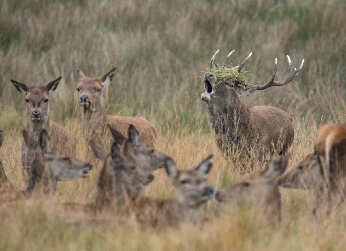 Don’t think much to the new wig, but the ladies seem to love it 🥰 
#stag #stagroar
#nationaltrust #cheshire #nature_potd #nature #canonphotography #outdoors #ukwildlife #wildlifephotography #englandsbigpicture #canonstories #bbcspringwatch #bbcwildlifepotd #nt_lymepark