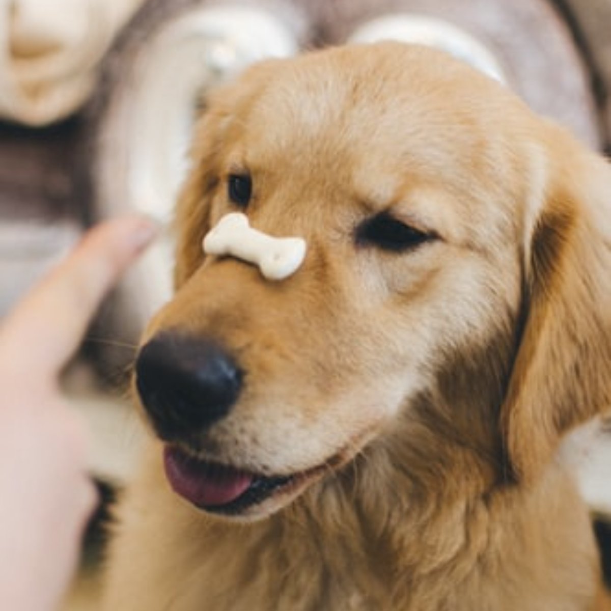 IRPetResort's tweet photo. Training your pup? Positive reinforcement uses praise and/or treats to reward dogs -- and most importantly, it works! https://t.co/65ikKPmZiw