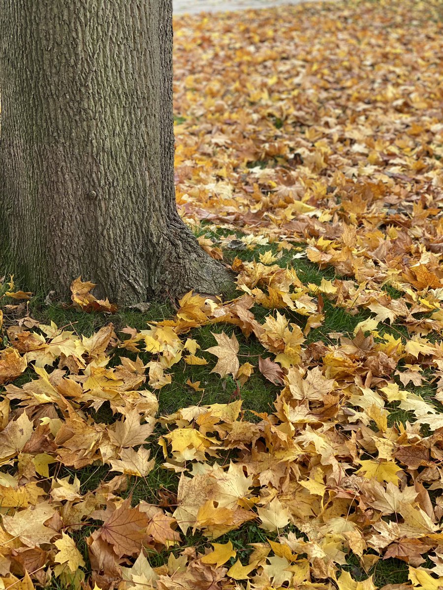Everyone else: “that’s pretty”
.
Gardeners: “MUST MAKE LEAF MOULD!!!”
.
#fact