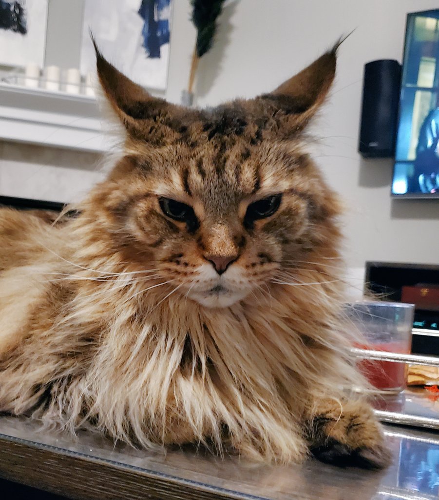 @toby_rules1 @LittleMaineCoon @JusticeToAll @GeneralCattis @JoyOfCats @yongmaylingjen1 @Cleo_sMommy @carolineCMCE @fluffybasil @AmandaSmokeyIs1 @BerylCoon @LordGraydon @lucymusiccat @TheCatMalice @Joeybird @CoonGriff @mitsy2714 Toby, now I want to be your purr. Mol Just ignore my mean face.
-Reny https://t.co/FOf4jYV7No