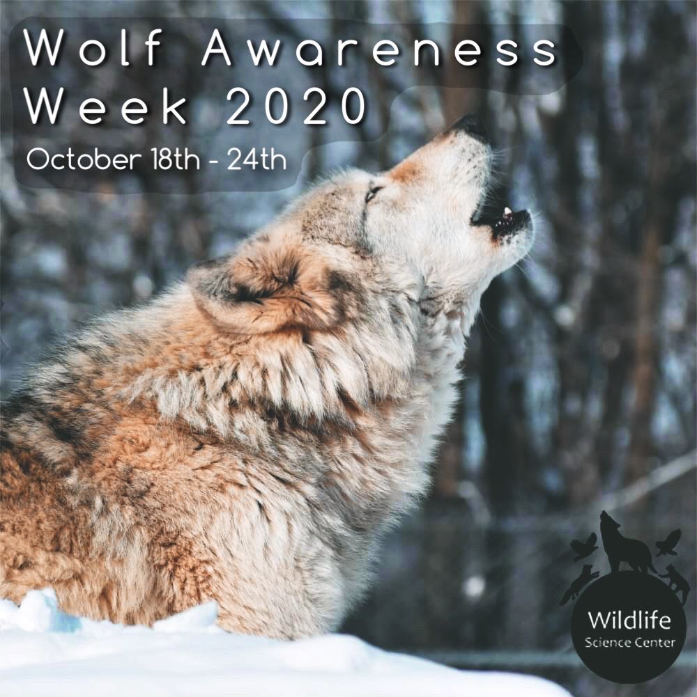 NewsFromWSC's tweet photo. Through its research and educational efforts, the WSC’s expertise is often sought by international, national, and regional institutions, regarding the care, handling, breeding, and ecological significance of wolves.
-
Learn more at https://t.co/DrAyTNgjVL ✨🐺 (4/4) https://t.co/GlylKU1Blk